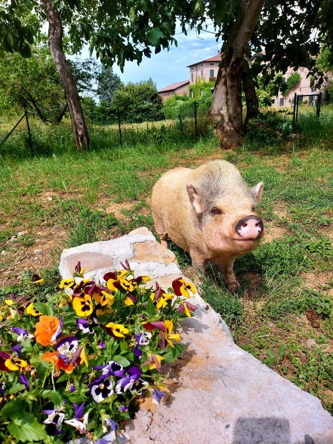 Agriturismo Azienda Agricola Ferrari M.Rita Pozza 外观 照片