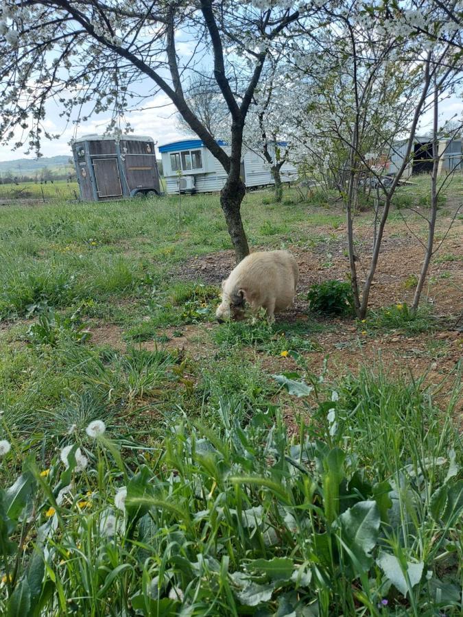 Agriturismo Azienda Agricola Ferrari M.Rita Pozza 外观 照片